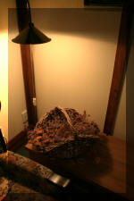 reefcottage_lounge2.jpg (72789 Byte)